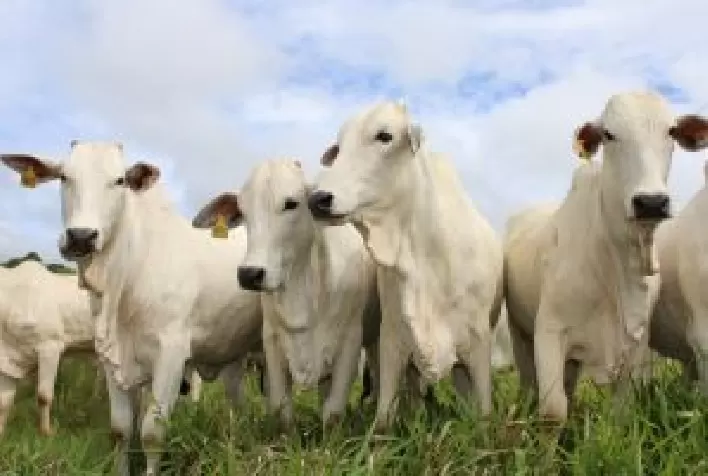 A Influência da Sanidade na Sustentabilidade da Pecuária de Corte