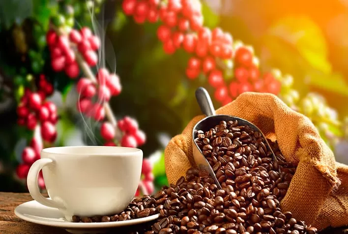 Mercado do Café Apresenta Ganhos Moderados Nesta Segunda-feira (17)