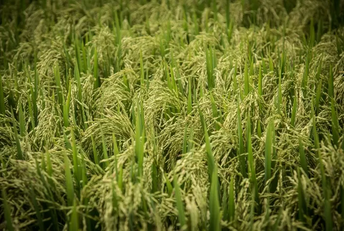Expectativas Positivas para o Cultivo de Arroz na Região Centro-Oeste do Rio Grande do Sul
