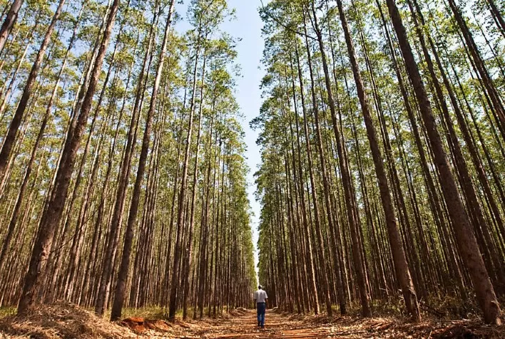 Produção Florestal no Rio Grande do Sul Enfrenta Desafios e Indica Possível Escassez de Matéria-prima