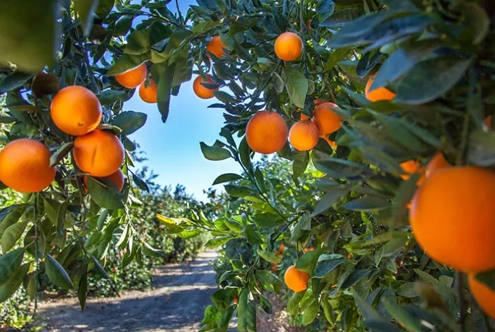 Calor Extremo Ameaça Produção de Laranjas e Limões no Brasil
