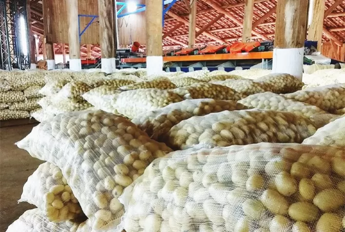 Produção de batata cresce 20% no Paraná e deve superar 340 mil toneladas