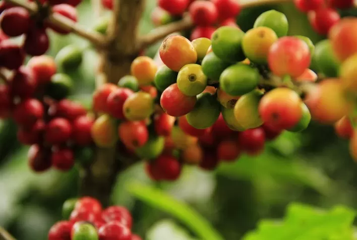 Irrigação: fator chave para a excelência e competitividade do café brasileiro