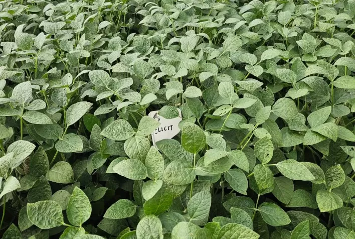 Elicit Plant Expande Sua Presença no Campo com Visitas a Áreas Experimentais e Agricultores