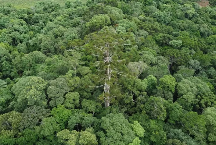 Embrapa Realiza Clonagem de Araucária Centenária no Paraná: Um Marco na Pesquisa Florestal