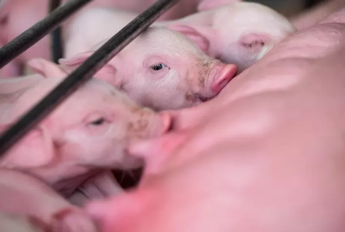 Saúde Intestinal dos Suínos: Essencial para o Desempenho e Rentabilidade no Setor