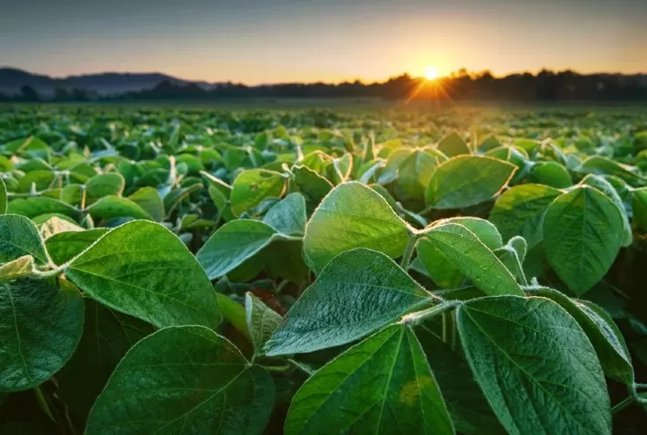 Estudo revela compatibilidade do inseticida KRYPTO® com agentes biológicos no controle de pragas