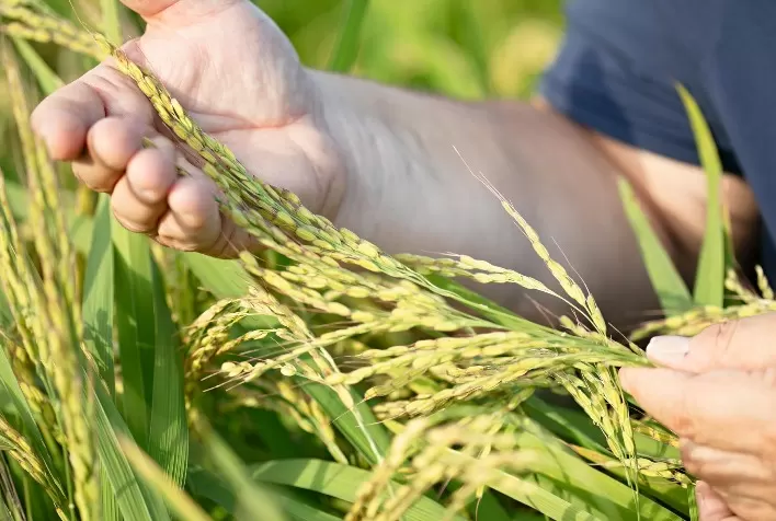 A Importância da Adubação Equilibrada para Atingir Altos Rendimentos na Cultura do Arroz