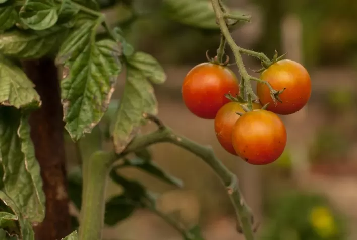 A Importância da Prevenção contra a Mosca-Branca na Produção de Tomates no Brasil