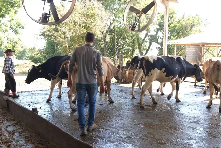 Programa Leite Bom SC impulsiona investimentos e incentiva permanência no campo