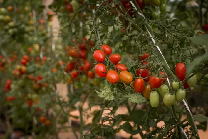 Escolha da Variedade Ideal de Tomate: Fatores Cruciais para uma Colheita Rentável