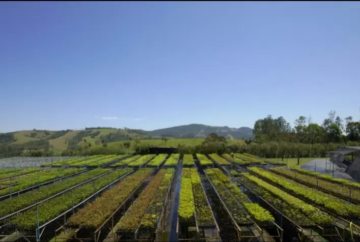 Adubação Verde: Prática Sustentável para a Fertilização do Solo e Dicas para Sua Implementação