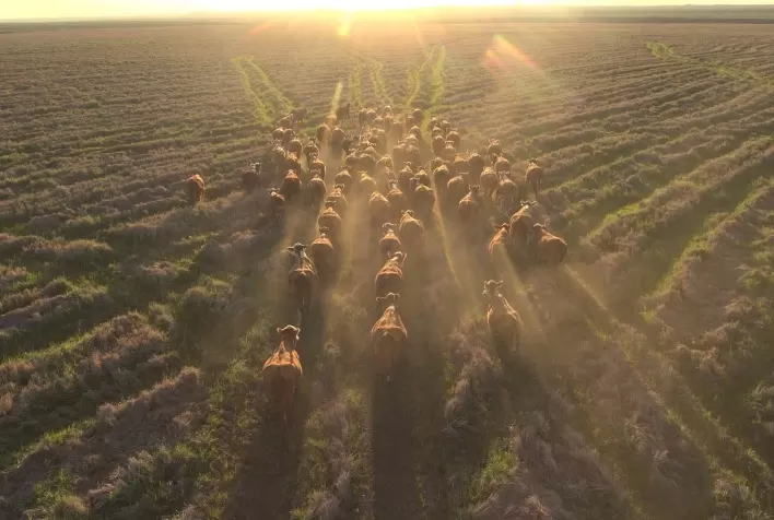 Fazenda Espinilho Inicia Gira Técnica do 9º Congresso Mundial Braford