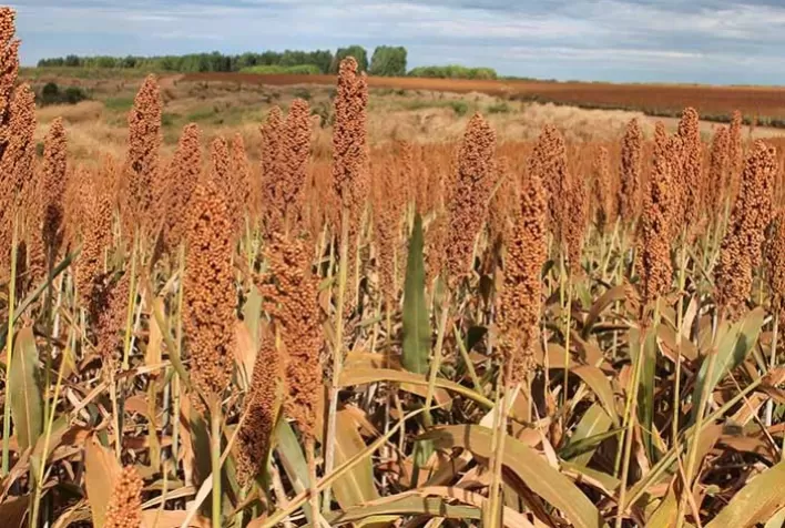 Safrinha de Sorgo em Uberlândia atinge 66% da área plantada prevista para 2025