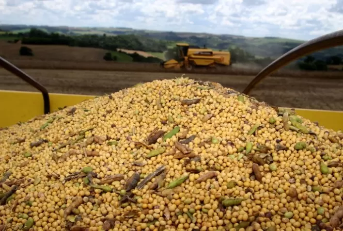 Soja mantém estabilidade na Bolsa de Chicago nesta quarta-feira, com mercado cauteloso antes de novo relatório do USDA