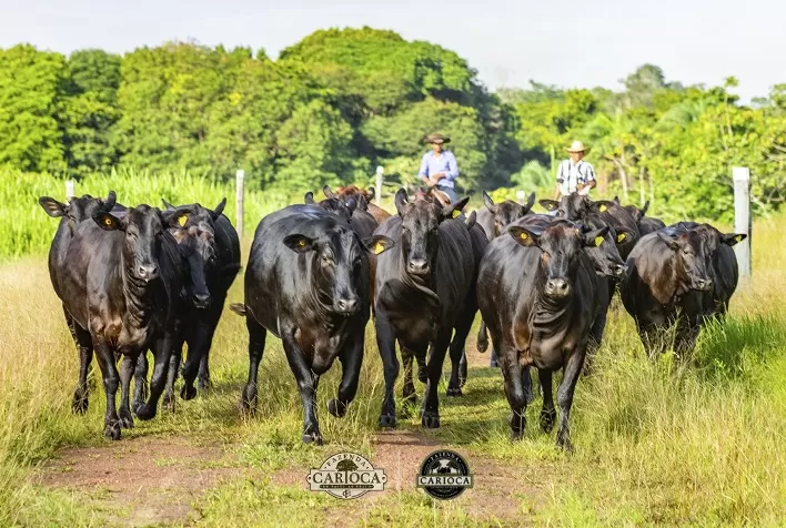 Brangus Expande Mercado no Norte e Nordeste: Pecuaristas Buscam Novos Nichos de Produção