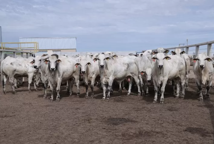 PMGZ Carne realiza primeiro abate técnico de 2025 com resultados expressivos