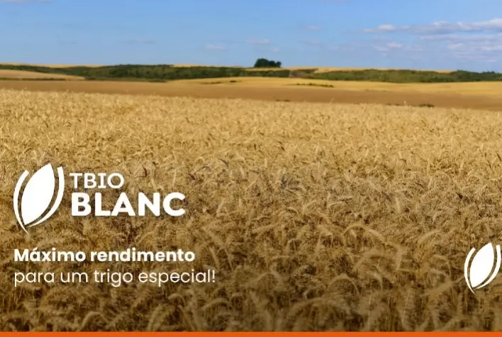 Nova Cultivar de Trigo Promete Benefícios para Produtores e Consumidores Finais