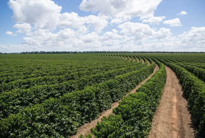 Soluções Biológicas Ajudam o Café a Enfrentar Desafios Climáticos, Afirma Especialista
