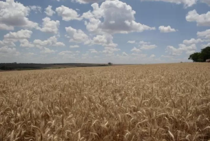 Alta nos Preços do Trigo no Sul do Brasil: Expectativas e Desafios para Produtores