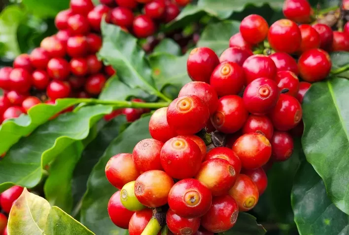 Mercado Futuro de Café Inicia Quinta-feira com Fortes Desvalorizações em Nova York e Londres