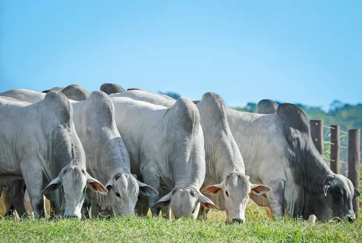 Preços da Arroba do Boi Gordo Mantêm Estabilidade em Março