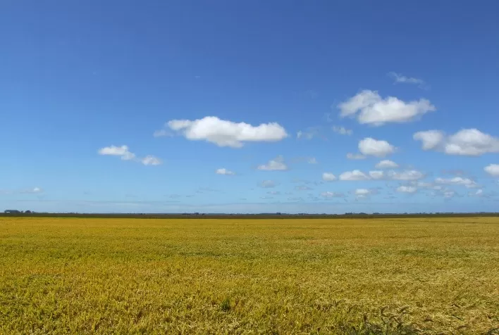 Declaração de Renda será Obrigatória para Produtores Rurais com Faturamento Superior a R$ 169,4 mil em 2024