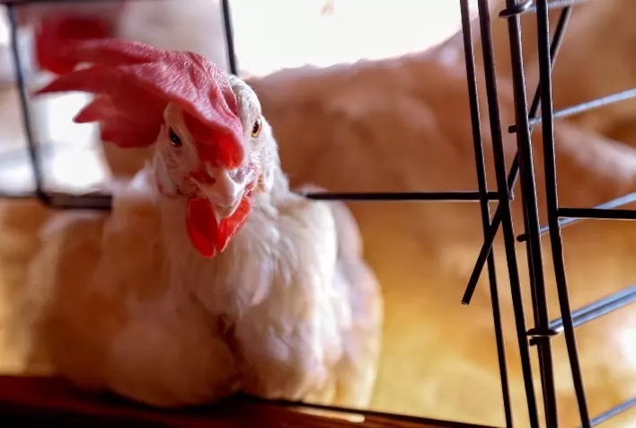 Governo Federal Suspende Criação de Aves ao Ar Livre Sem Telas de Proteção Superior