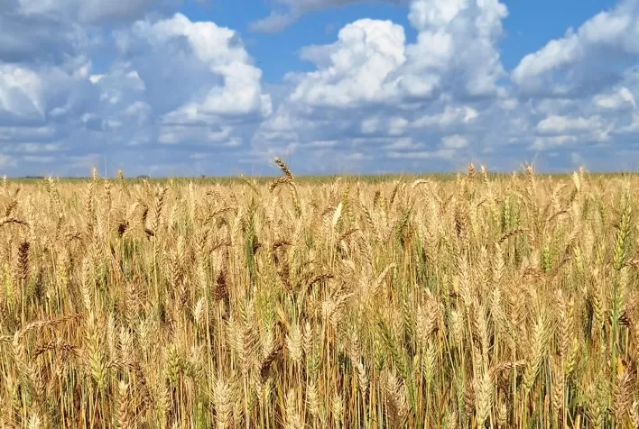 Mercado de trigo encerra março com poucos negócios e atenções voltadas para a safra 2025