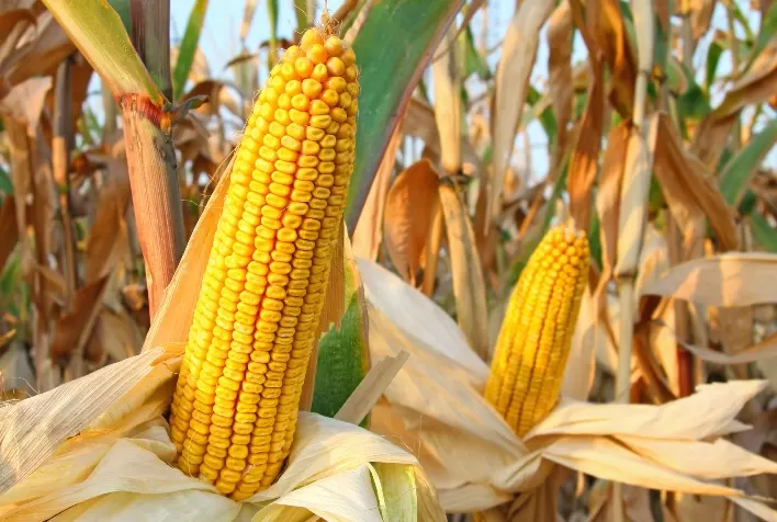 Mercado de Milho Registra Alta em Março Apesar de Maior Oferta em Alguns Estados