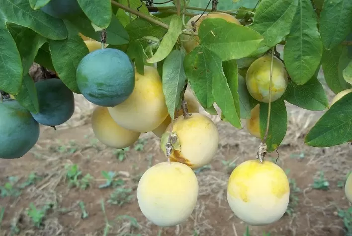 Embrapa Promove Dia de Campo sobre o Maracujá Medicinal BRS Vita Fruit