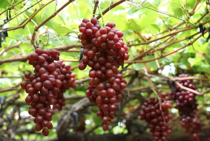 Tecnologia Potencializa a Doçura das Uvas e Garante Maior Renda ao Produtor