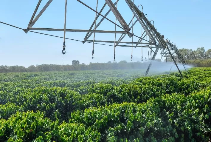 Café e Escassez Hídrica: O Avanço da Irrigação na Produção Brasileira