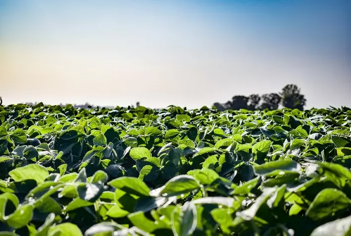 Colheita da soja avança no RS, mas estiagem compromete produtividade em algumas regiões