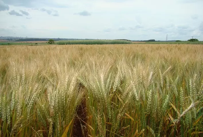 Trigo em alta: preços seguem tendência de valorização no Brasil e no mercado internacional