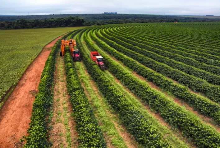 Projeção da Safra de Café 2025/26 do Brasil: Produção Deverá Ficar Próxima ao Ciclo Anterior, Segundo Marex