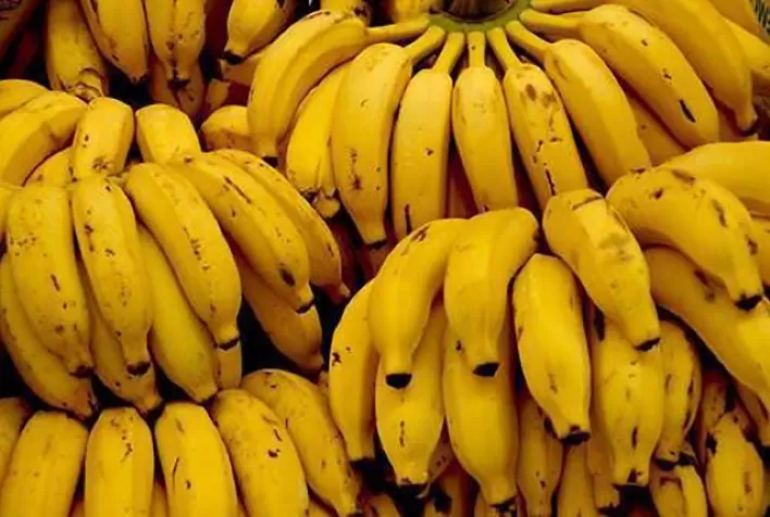 Preço da Banana Prata Recua com Concorrência da Nanica