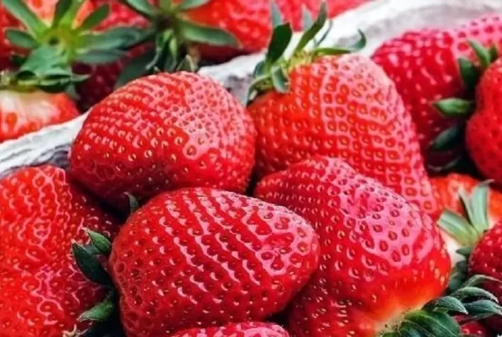 Temperaturas amenas favorecem produção de morango, mas colheita segue limitada