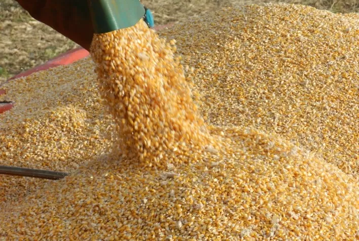 StoneX reduz estimativa para safra de milho 24/25 e destaca impacto do clima