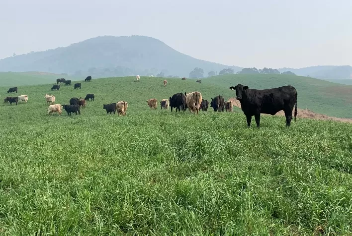 O Agro como Protagonista no Mercado de Carbono: A Lei 15.042 e as Oportunidades no Setor Sustentável