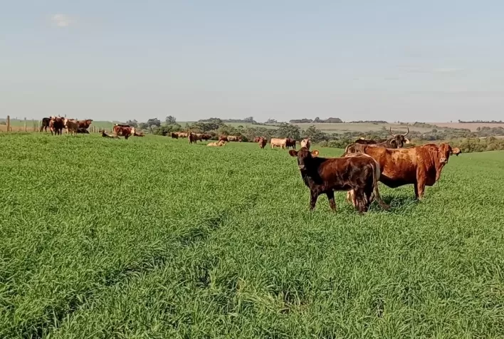 Chuvas irregulares impactam transição de pastagens no RS