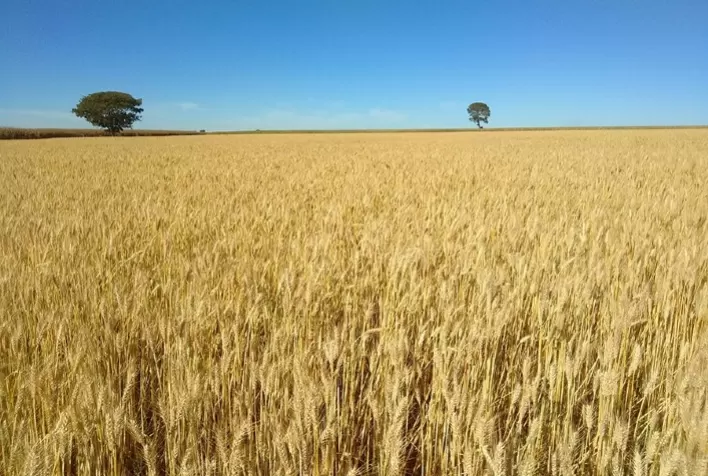 Seca deve reduzir produção de trigo na Austrália em 16% na safra 2025/26