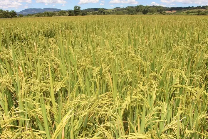 Minas Gerais fortalece cultivo de arroz de terras altas com novo projeto de pesquisa