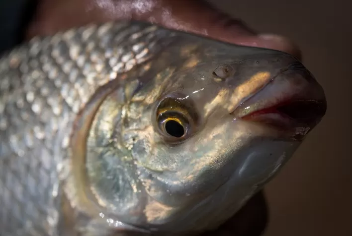 Semana Santa: Agrodefesa intensifica inspeção e orienta consumidores na compra de pescados