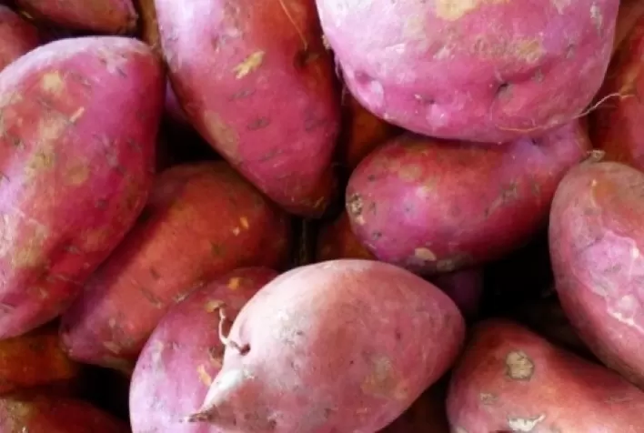 Colheita de batata-doce avança no RS com qualidade preservada