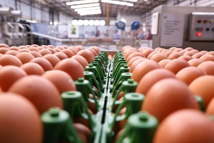 Produção de ovos para consumo cresce 5,7% no Paraná e ultrapassa 202 milhões de dúzias