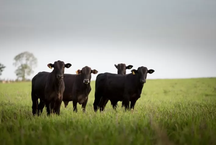 Gado de reposição valoriza acima do boi gordo e pressiona margens na pecuária