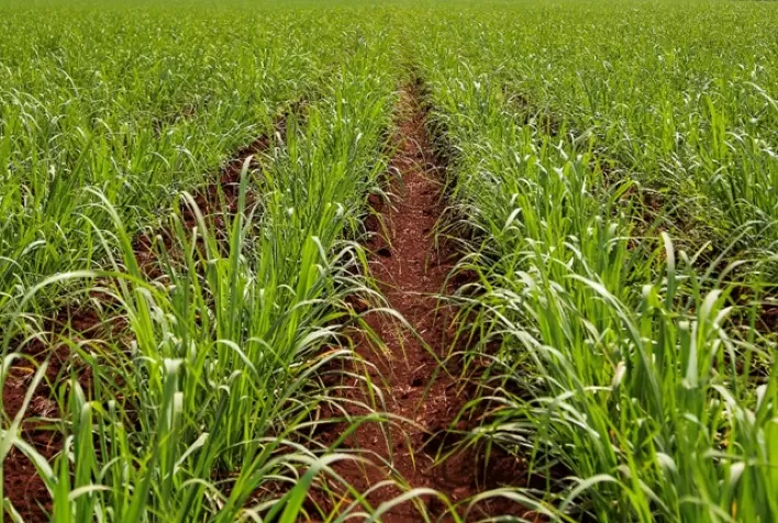 ADAMA destaca novas tecnologias em defensivos agrícolas na ExpoCamda 2025
