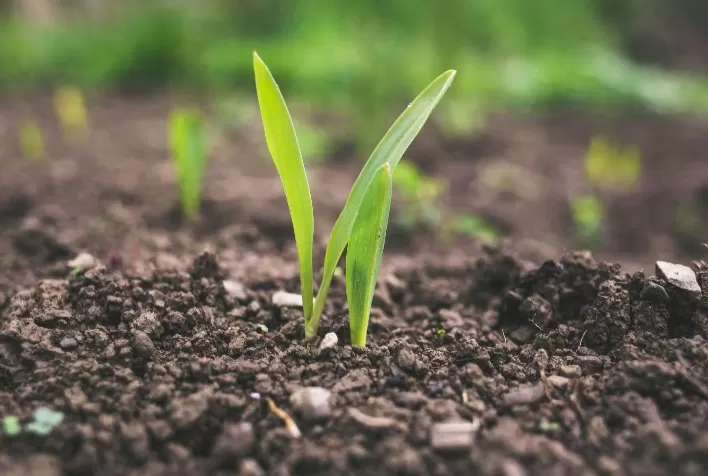 Nanotecnologia aprimora condicionamento de solo e impulsiona sustentabilidade na agricultura