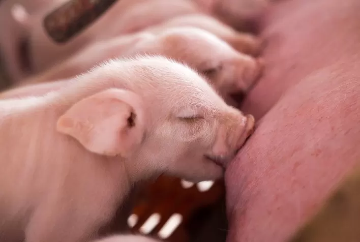 Desmame de leitões: práticas nutricionais e de manejo que garantem saúde e desempenho na suinocultura